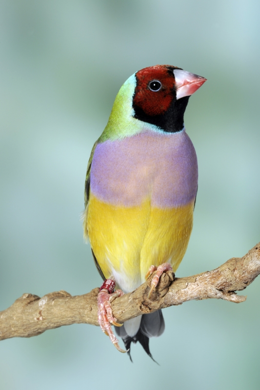 Diamant de Gould vert poitrine sauvage tête rouge femelle_1