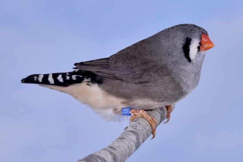 Diamant mandarin gris femelle_1