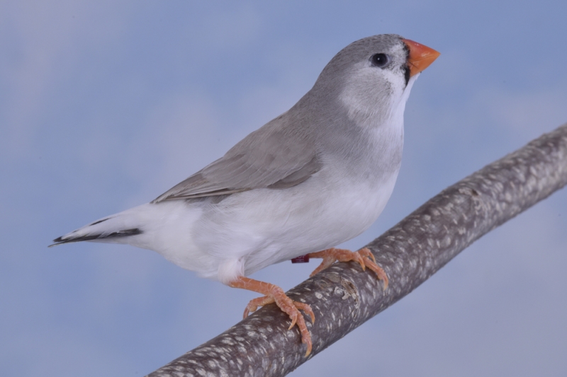 Diamant mandarin gris poitrine noire femelle_1