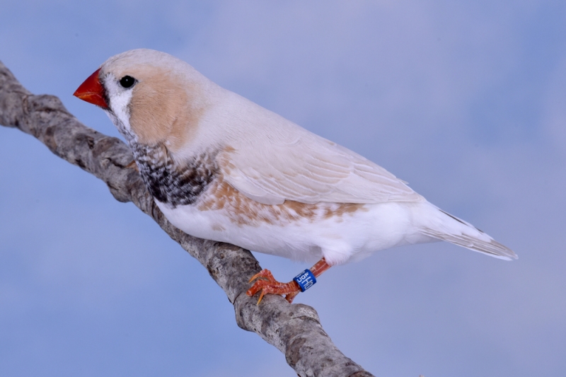 Mâle diamant mandarin masqué gris poitrine noire_1