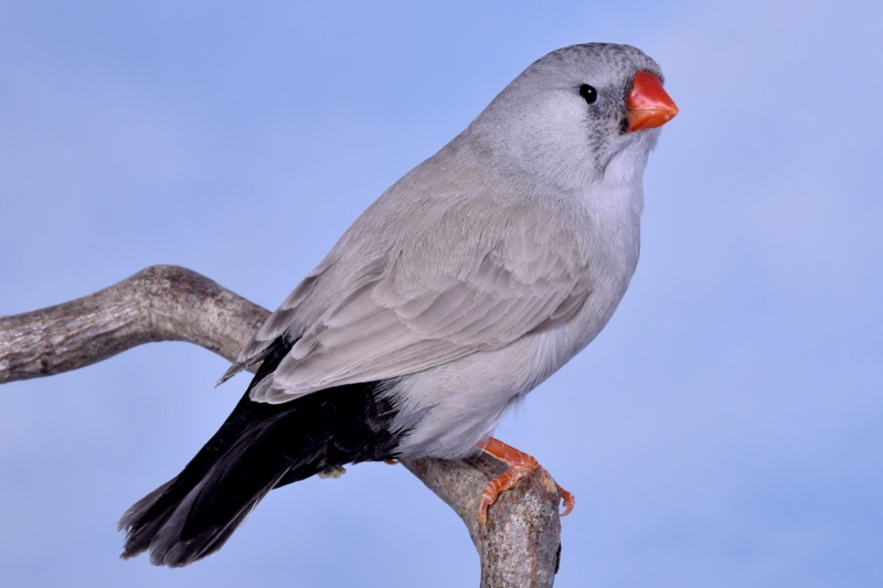 Femelle diamant mandarin fusain dos pâle gris_1