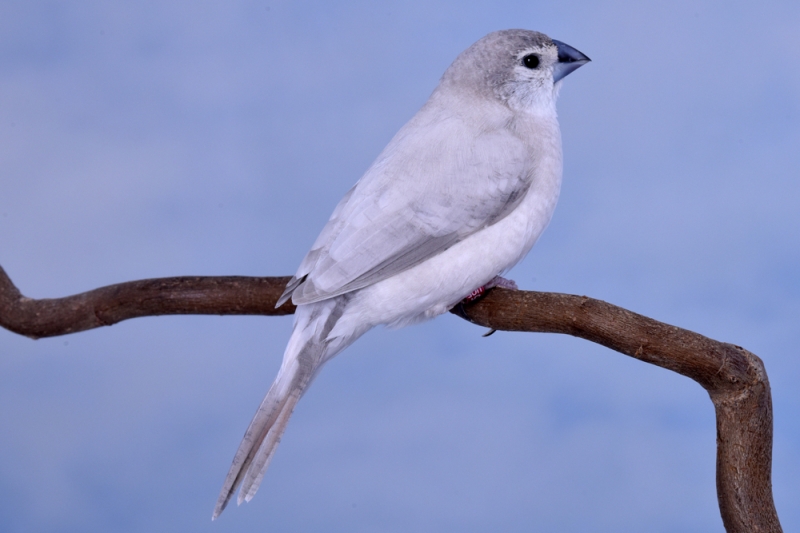 Bec de plomb opale_1