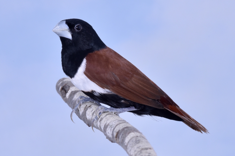 Capucin à dos marron_1