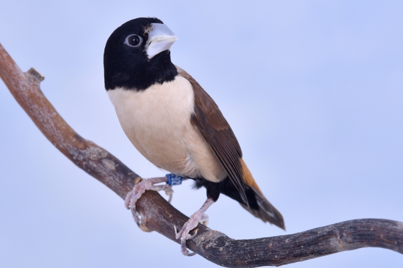 Capucin à capuchon_1