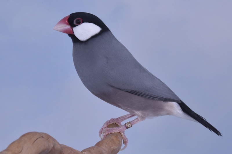 Padda phénotype ancestral_1