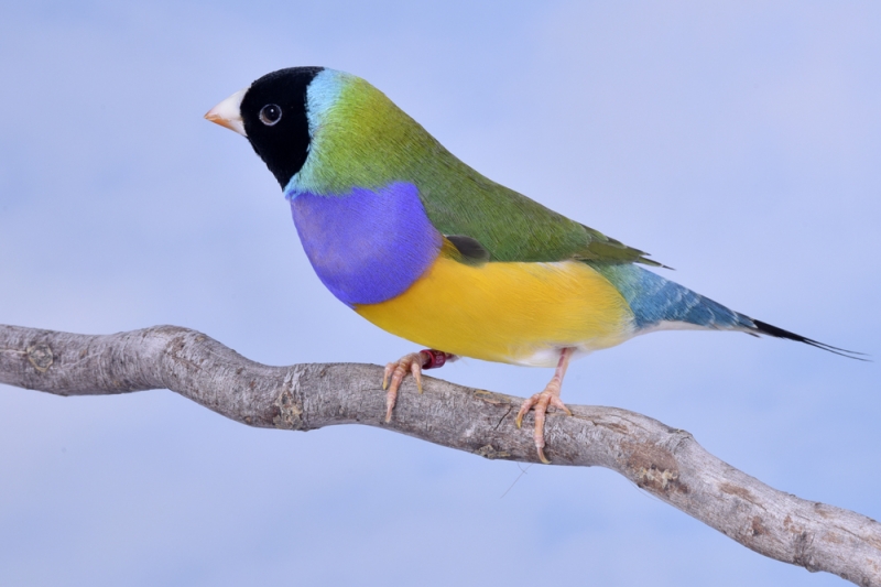 Mâle diamant de Gould vert poitrine violette tête noire_1