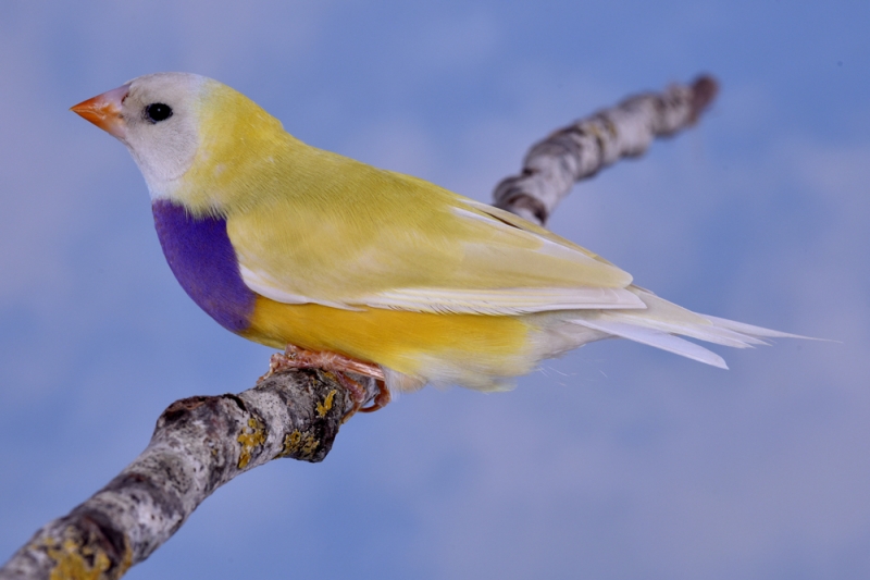 Femelle diamant de Gould vert poitrine violette tête noire pointe du bec orange_1