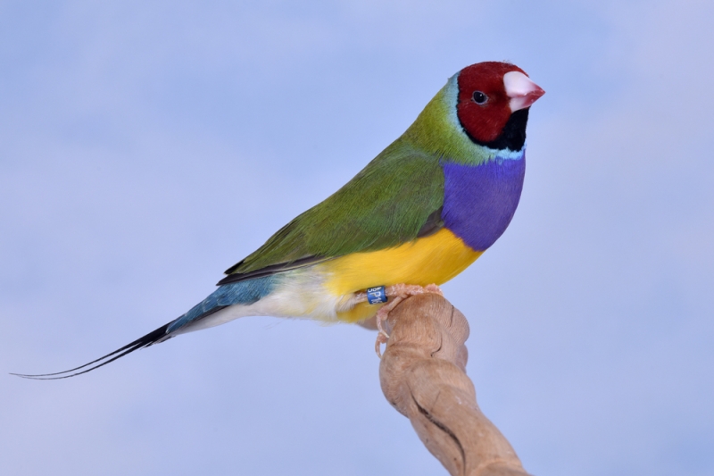 Mâle diamant de Gould vert poitrine violette tête rouge_1