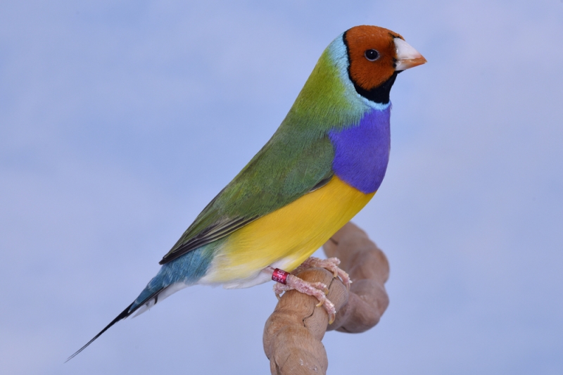 Mâle diamant de Gould vert poitrine violette tête orange_1