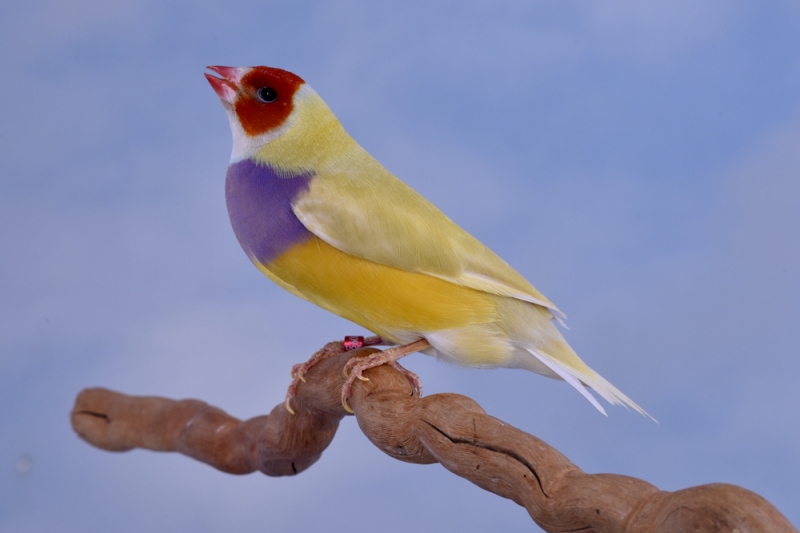 Femelle diamant de Gould jaune poitrine violette tête rouge_1