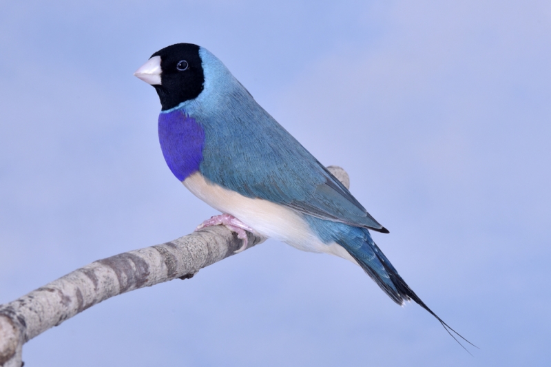 Mâle diamant de Gould bleu poitrine violette tête noire_1