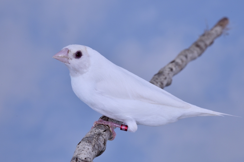 Femelle diamant de Gould bleu lutino tête claire_1
