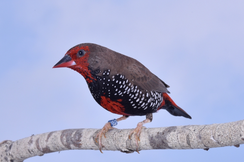 Mâle diamant peint phénotype ancestral_1