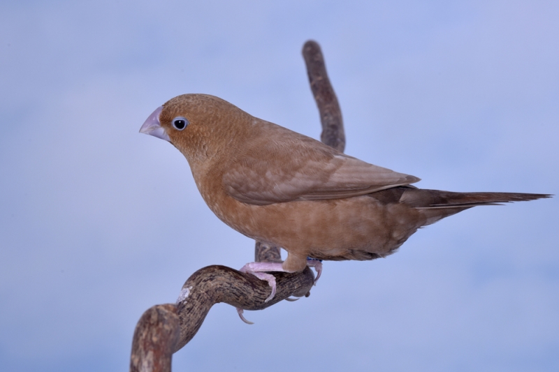 Bec d'argent brun ventre foncé_1