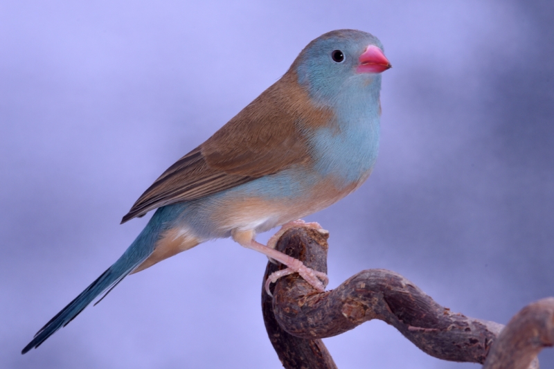 Cordonbleu cyanocéphale phénotype sauvage femelle_1