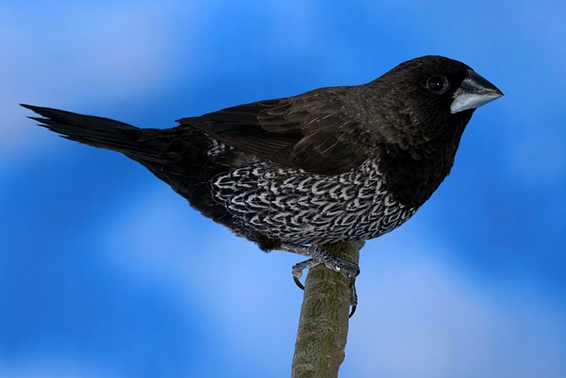 Moineau du Japon noir gris