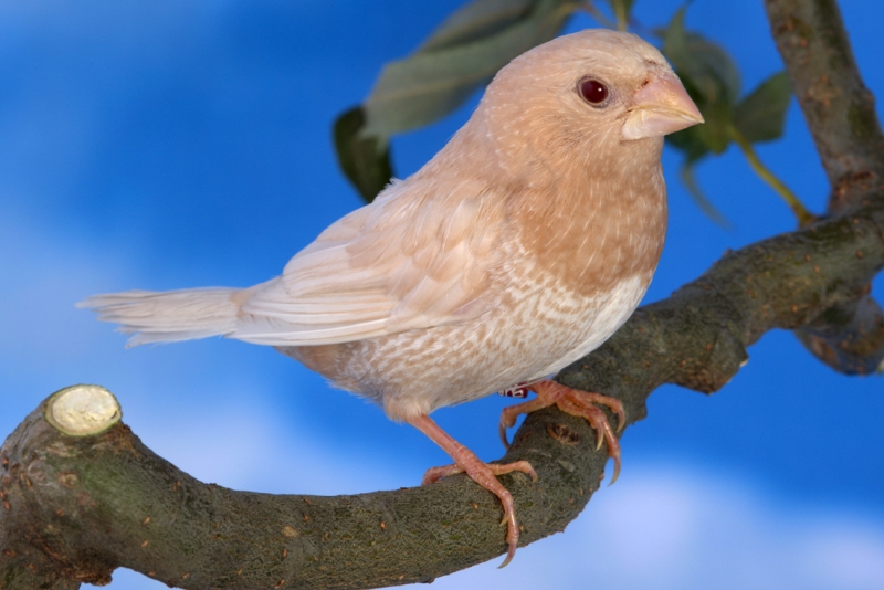 Moineau du Japon ino brun