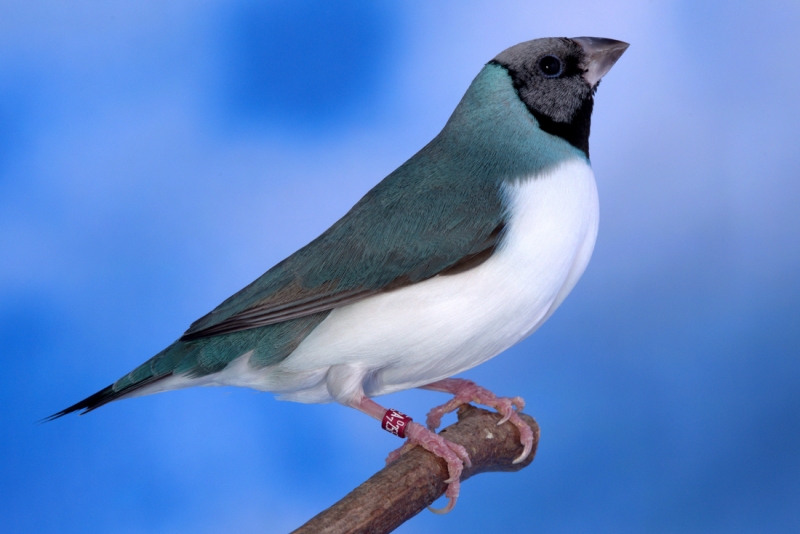 Diamant de Gould : bleu poitrine blanche tête rouge_orange femelle