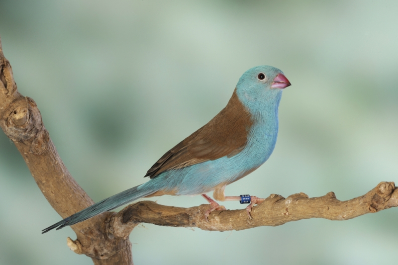 Diamant cyanocephale mâle_1