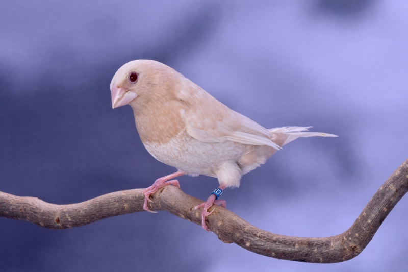 Moineau du Japon ino brun_1
