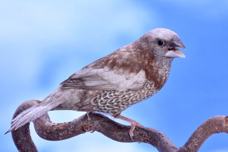Moineau du Japon perlé brun_1