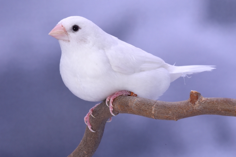 Moineau du Japon blanc_1