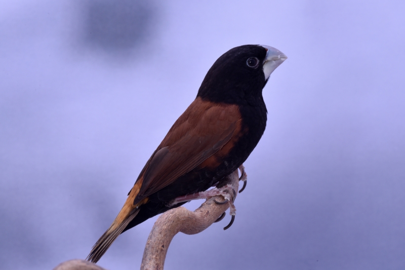 Grand capucin phénotype sauvage_1